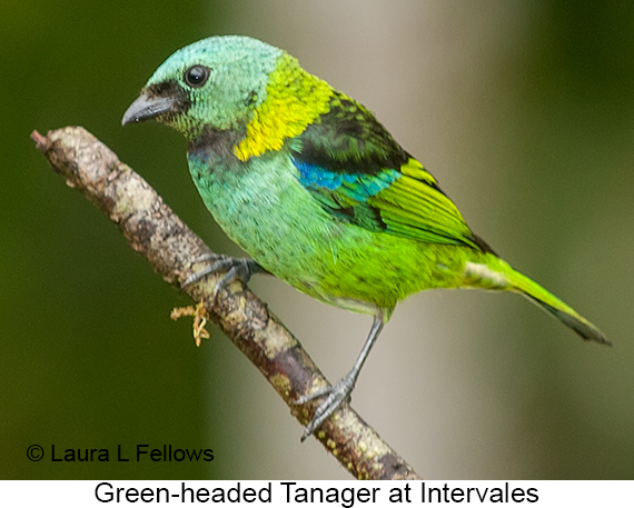 Green-headed Tanager - © Laura L Fellows and Exotic Birding LLC