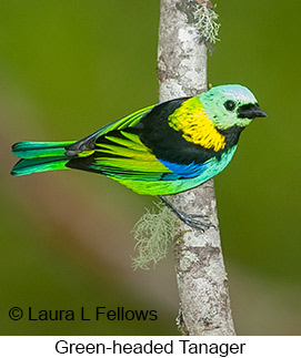 Green-headed Tanager - © Laura L Fellows and Exotic Birding LLC