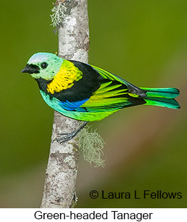 Green-headed Tanager - © Laura L Fellows and Exotic Birding LLC