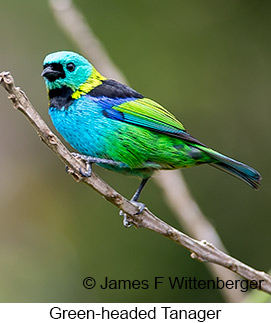 Green-headed Tanager - © James F Wittenberger and Exotic Birding LLC