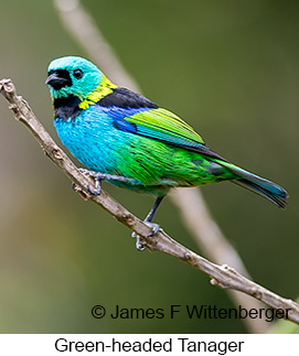 Green-headed Tanager - © James F Wittenberger and Exotic Birding LLC Green-headed Tanager - © James F Wittenberger and Exotic Birding LLC