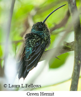 Green Hermit - © Laura L Fellows and Exotic Birding LLC