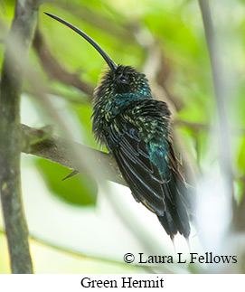 Green Hermit - © Laura L Fellows and Exotic Birding LLC