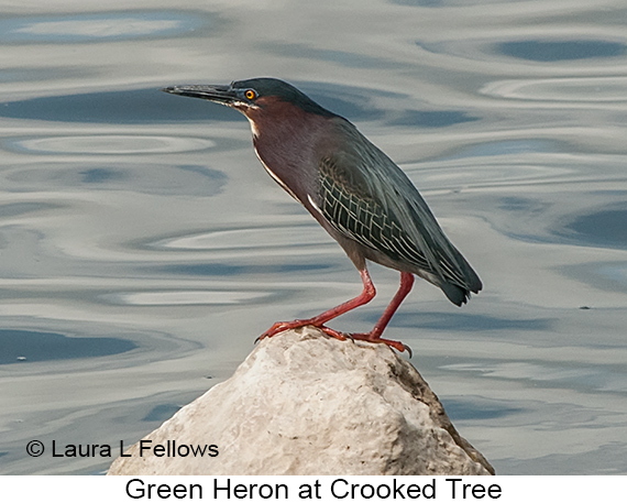 Green Heron - © James F Wittenberger and Exotic Birding LLC Green Heron - © James F Wittenberger and Exotic Birding LLC