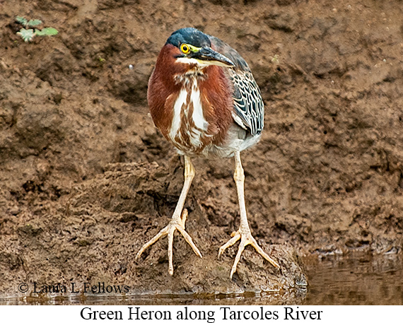 Green Heron - © Laura L Fellows and Exotic Birding LLC Green Heron - © Laura L Fellows and Exotic Birding LLC