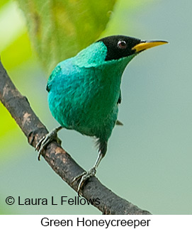 Green Honeycreeper - © Laura L Fellows and Exotic Birding Tours