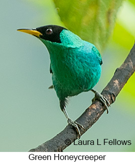 Green Honeycreeper - © Laura L Fellows and Exotic Birding LLC