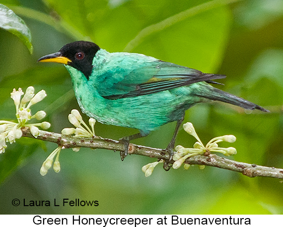 Green Honeycreeper - © James F Wittenberger and Exotic Birding LLC