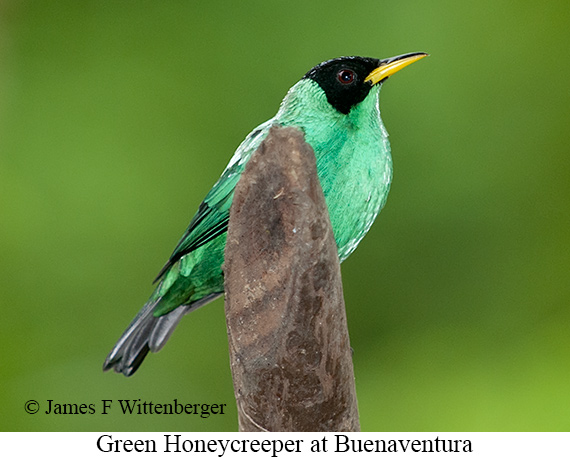 Green Honeycreeper - &copy; James F Wittenberger and Exotic Birding LLC