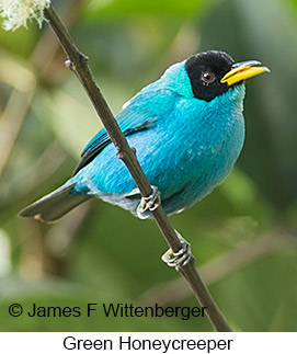 Green Honeycreeper - © James F Wittenberger and Exotic Birding LLC