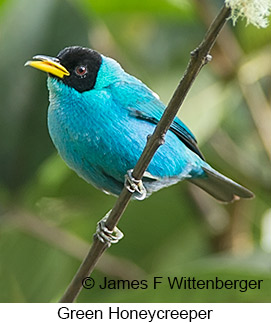 Green Honeycreeper - © James F Wittenberger and Exotic Birding LLC