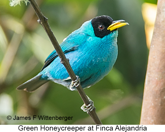 Green Honeycreeper - © James F Wittenberger and Exotic Birding LLC