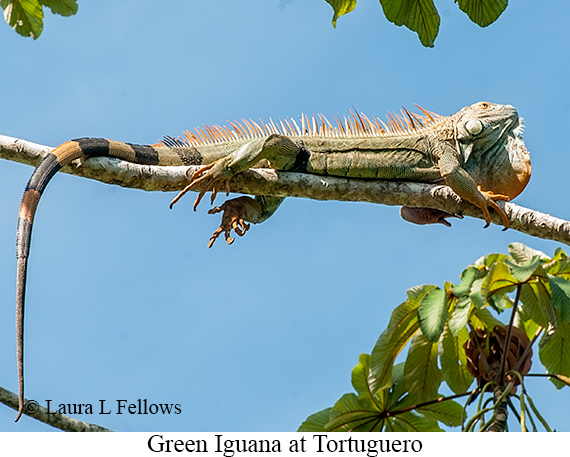 Green Iguana - © James F Wittenberger and Exotic Birding LLC Green Iguana - © James F Wittenberger and Exotic Birding LLC