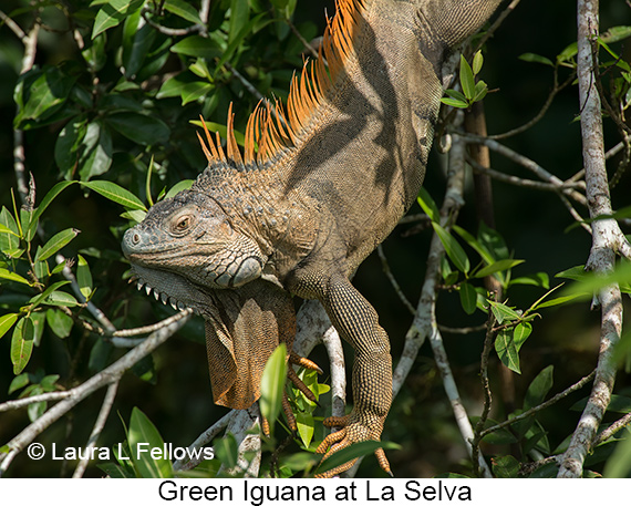Green Iguana - © The Photographer and Exotic Birding LLC