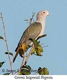 Green Imperial-Pigeon - © James F Wittenberger and Exotic Birding LLC Green Imperial-Pigeon - © James F Wittenberger and Exotic Birding LLC