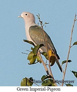 Green Imperial-Pigeon - © James F Wittenberger and Exotic Birding LLC