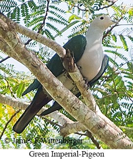 Green Imperial-Pigeon - © James F Wittenberger and Exotic Birding LLC