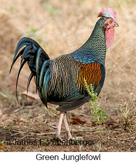 Green Junglefowl - © James F Wittenberger and Exotic Birding LLC