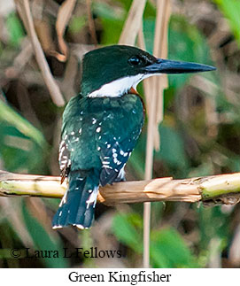 Green Kingfisher - © Laura L Fellows and Exotic Birding LLC