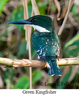 Green Kingfisher - © Laura L Fellows and Exotic Birding LLC