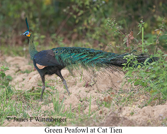 Green Peafowl - © The Photographer and Exotic Birding LLC
