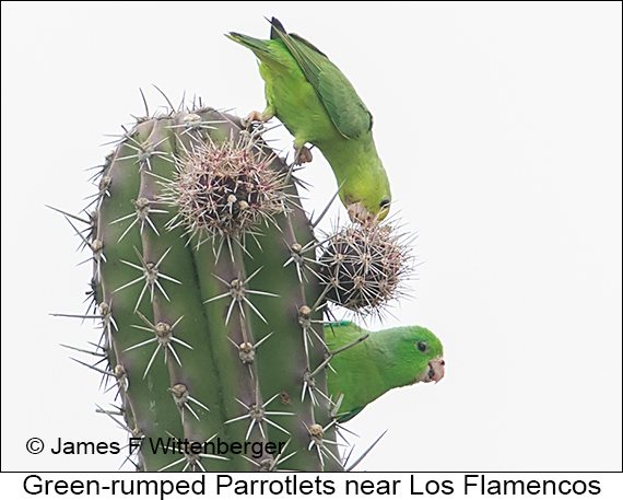 Green-rumped Parrotlet - © James F Wittenberger and Exotic Birding LLC