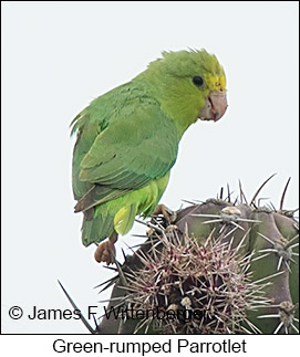 Green-rumped Parrotlet - © James F Wittenberger and Exotic Birding LLC