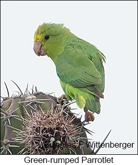 Green-rumped Parrotlet - © James F Wittenberger and Exotic Birding LLC