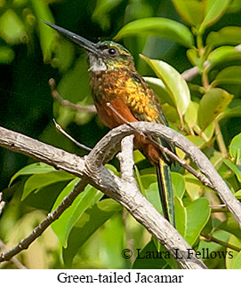 Green-tailed Jacamar - © Laura L Fellows and Exotic Birding LLC