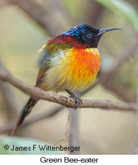 Green-tailed Sunbird - © James F Wittenberger and Exotic Birding LLC