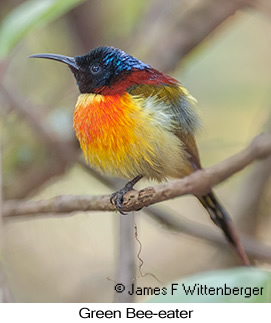 Green-tailed Sunbird - © James F Wittenberger and Exotic Birding LLC