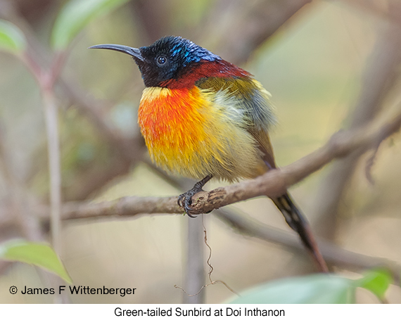 Green-tailed Sunbird - © James F Wittenberger and Exotic Birding LLC