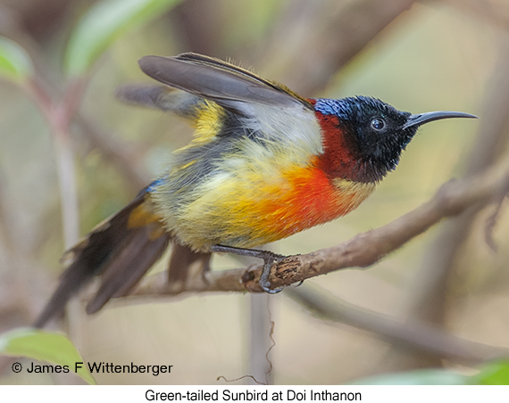 Green-tailed Sunbird - © James F Wittenberger and Exotic Birding LLC