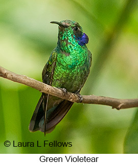 Green Violetear - &copy; Laura L Fellows and Exotic Birding Tours