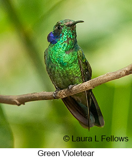 Green Violetear - &copy; Laura L Fellows and Exotic Birding Tours