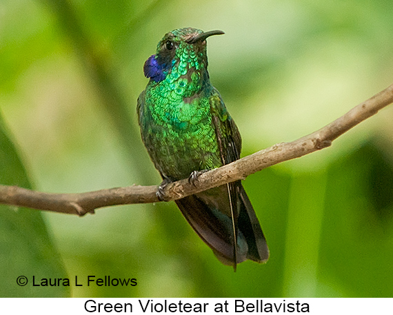 Green Violetear - © Laura L Fellows and Exotic Birding LLC