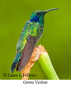 Green Violetear - &copy; Laura L Fellows and Exotic Birding LLC