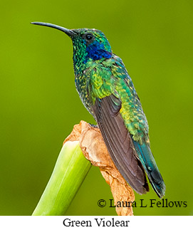 Green Violetear - &copy; Laura L Fellows and Exotic Birding Tours