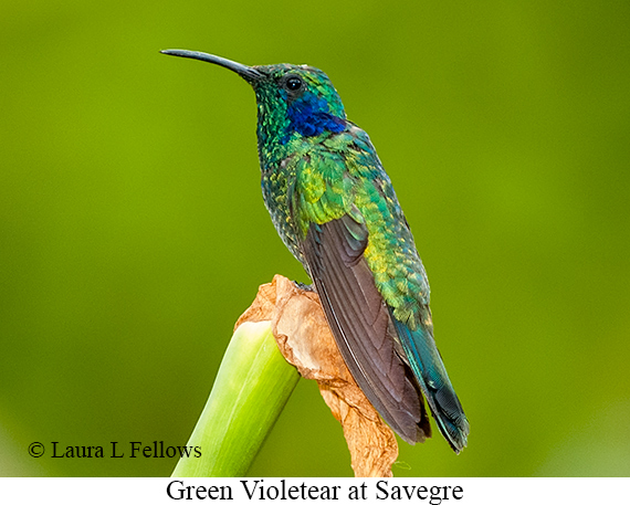 Green Violetear - © Laura L Fellows and Exotic Birding LLC Green Violetear - © Laura L Fellows and Exotic Birding LLC