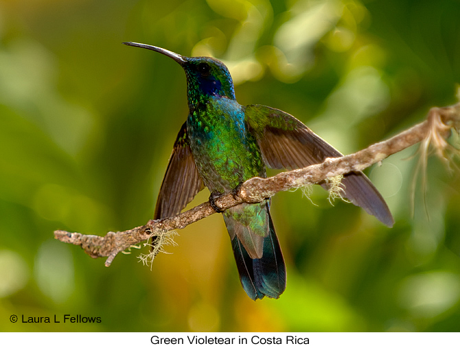 Green Violetear - &copy; Laura L Fellows and Exotic Birding Tours