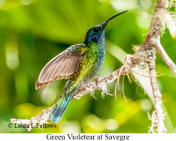 Green Violetear - © James F Wittenberger and Exotic Birding LLC