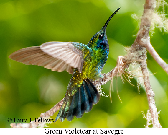 Green Violetear - © Laura L Fellows and Exotic Birding LLC