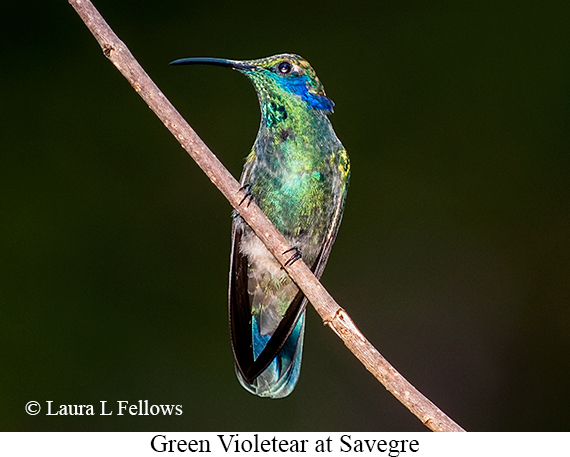 Green Violetear - © Laura L Fellows and Exotic Birding LLC Green Violetear - © Laura L Fellows and Exotic Birding LLC