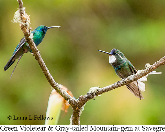 Green-violetear Gray Tailed Mountain Gem - © The Photographer and Exotic Birding LLC