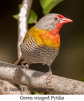 Green-winged Pytilia - © James F Wittenberger and Exotic Birding LLC