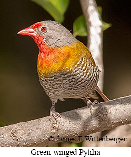 Green-winged Pytilia - © James F Wittenberger and Exotic Birding LLC Green-winged Pytilia - © James F Wittenberger and Exotic Birding LLC