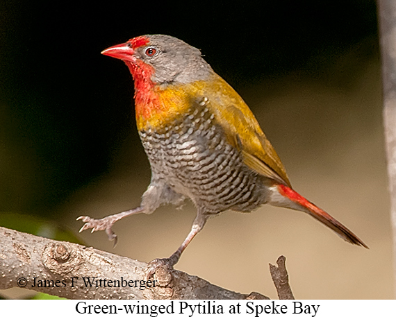 Green-winged Pytilia - © James F Wittenberger and Exotic Birding LLC