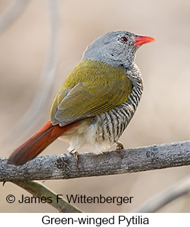 Green-winged Pytilia - © James F Wittenberger and Exotic Birding LLC