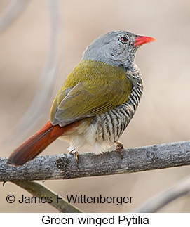 Green-winged Pytilia - © James F Wittenberger and Exotic Birding LLC Green-winged Pytilia - © James F Wittenberger and Exotic Birding LLC