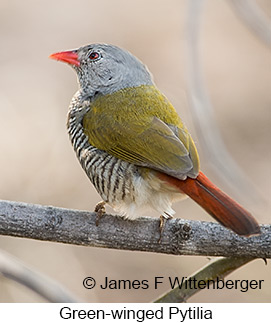 Green-winged Pytilia - © James F Wittenberger and Exotic Birding LLC